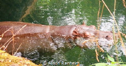 Hippo, Woodland Park Zoo by Alison Ranheim 